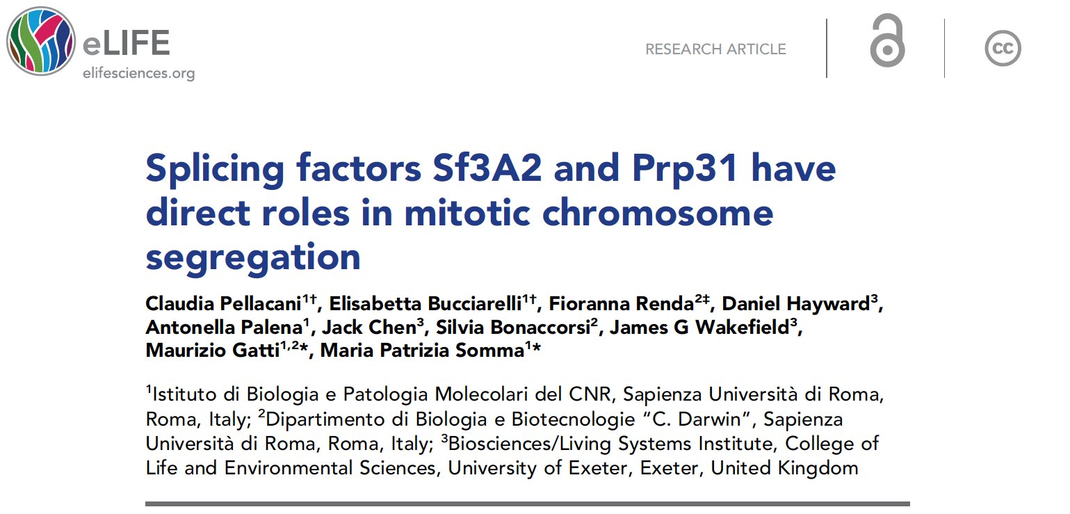 Splicing factors Sf3A2 and Prp31 have direct roles in mitotic chromosome segregation